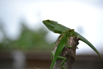 Mane chameleon on the tree stalk
