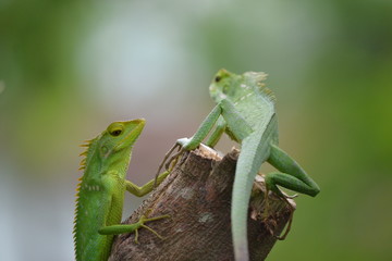 Mane chameleon on the tree stalk