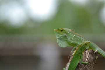 Mane chameleon on the tree stalk