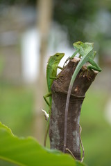 Mane chameleon on the tree stalk