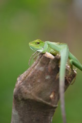 Mane chameleon on the tree stalk
