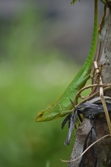 Mane chameleon on the tree stalk