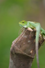 Mane chameleon on the tree stalk