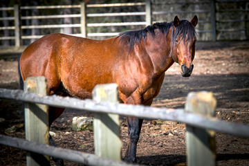 Horse behind a fence.