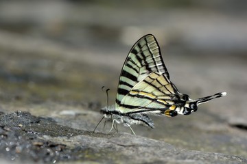 Butterfly from the Taiwan (Pazala eurous) Tailed Such as swords butterfly