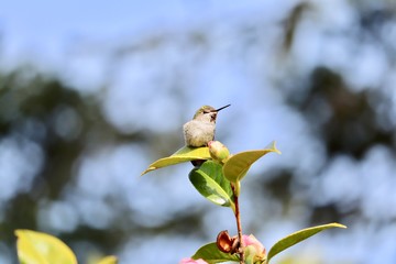 Humming bird