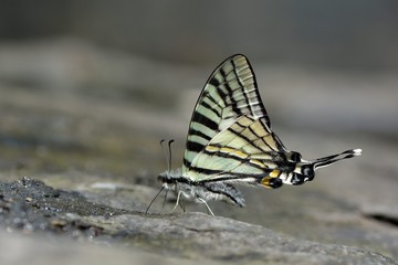 Butterfly from the Taiwan (Pazala eurous) Tailed Such as swords butterfly