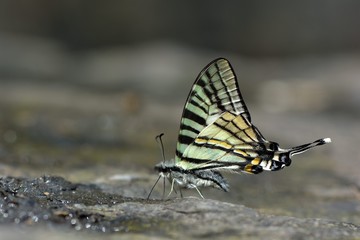 Fototapeta na wymiar Butterfly from the Taiwan (Pazala eurous) Tailed Such as swords butterfly