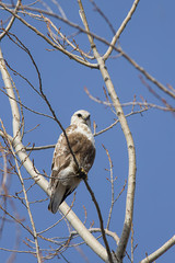 Hawk perched in tree.