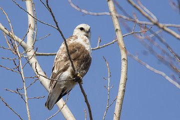 Alert hawk in a tree.