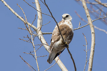 Majestic hak in tree looking for food.