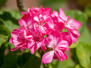 Obraz premium pink flower