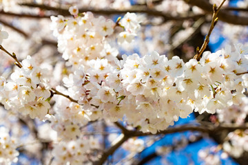 咲き始めた桜の花