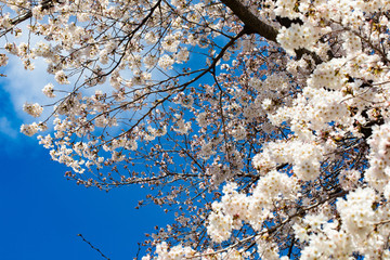 咲き始めた桜の花
