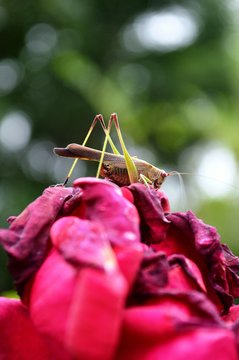 Saltamontes en rosa 