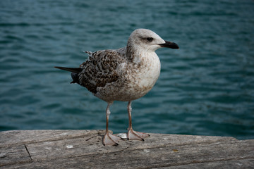 Seagull portrait and close up with the mediterranean sea in the background. Barcelona, Spain