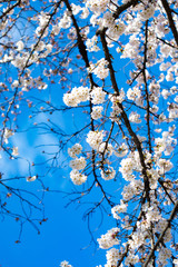 咲き始めた桜の花