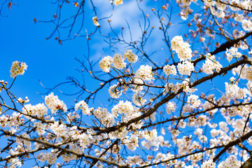 咲き始めた桜の花