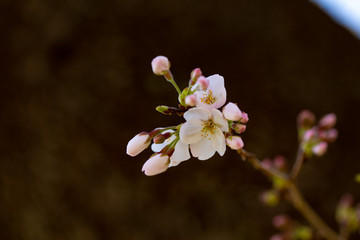 咲き始めた桜の花