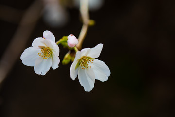 咲き始めた桜の花