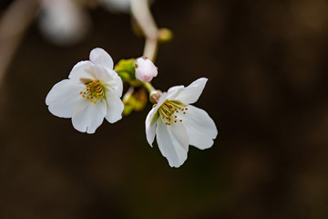 咲き始めた桜の花