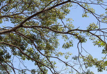 tree and sky