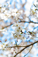 咲き始めた桜の花