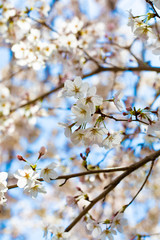 咲き始めた桜の花