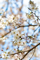 咲き始めた桜の花