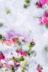 Pink cosmos field on white background. Digital watercolor painting.