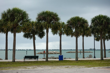 Fototapeta premium Palm tree lined walk along side the intercoastal waterway in Fort Pierce, Florida on a cloudy stormy day.