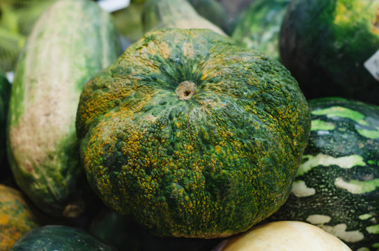 image of pumpkin or green ugly auyama