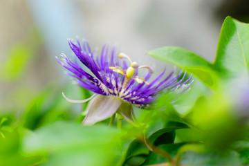 artistic flower image.