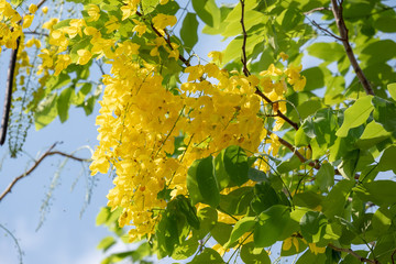 Golden shower flower tree, Cassia fistula in summer