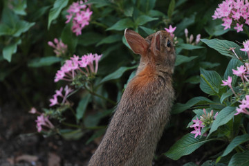 Bunny Rabbit Looking into a Bush with Pink Flowers 