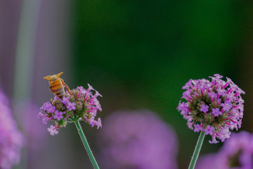 Bee on a Purple Flower