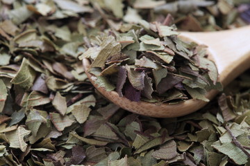 Image of Lemon Myrtle