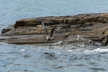 A gull flying over the water at the Pantano do Sul, in Florianopolis, Brazil.