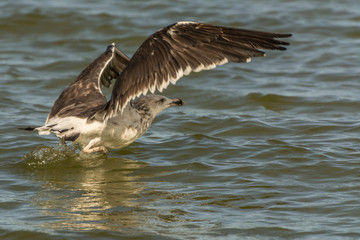 A seagull flying at the Conceicao Lagoon, in Florianopolis, Brazil.