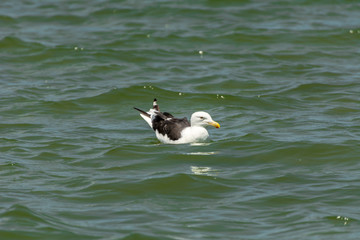 A sole gull floating at the Conceicao Lagoon, in Florianopolis, Brazil.