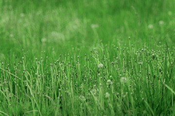 Natural background. Grass close up. Dandelions that have faded. Grass with dandelions close-up. The end of the summer.