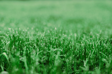 Natural background. Grass with water drops close up.