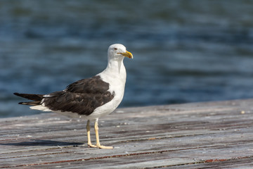 A sigle seagull at the Conceicao Lagoon, in Florianopolis, Brazil.