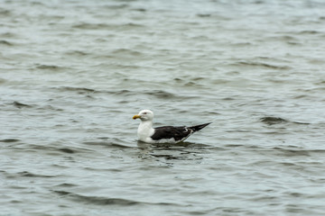 A sigle seagull at the Conceicao Lagoon, in Florianopolis, Brazil.