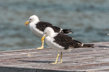 A group of seagulls on a pier in front of the Conceicao Lagoon, in Florianopolis, Brazil.