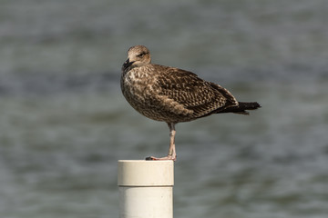 A sigle seagull at the Conceicao Lagoon, in Florianopolis, Brazil.