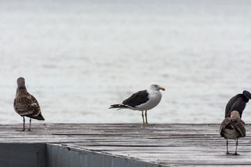 A group of seagulls on a pier in front of the Conceicao Lagoon, in Florianopolis, Brazil.