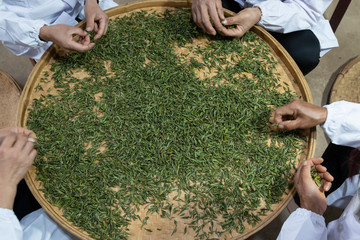 Yiliang, China - March 23, 2019: Female workers selectingthe best tea leaves in a Baohong Tea...