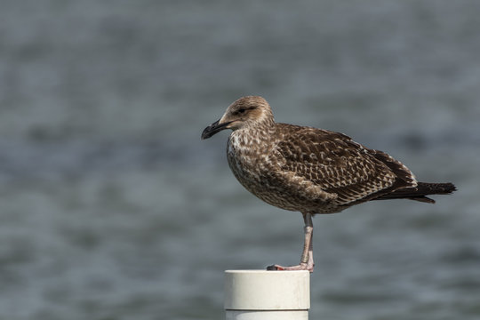 A sigle seagull at the Conceicao Lagoon, in Florianopolis, Brazil.