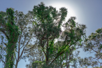Light through the trees